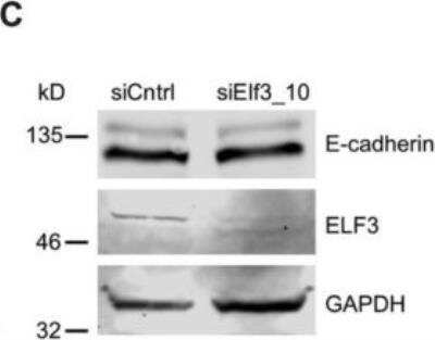 Western Blot: ELF3/ESE-1 Antibody [NBP1-30873]