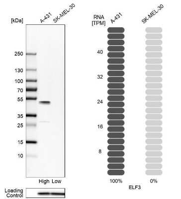 Western Blot: ELF3/ESE-1 Antibody [NBP1-87945]