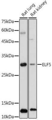 Western Blot: ELF5 AntibodyAzide and BSA Free [NBP3-04468]