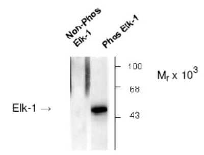 Western Blot: Elk-1 [p Ser383] Antibody [NB500-137]