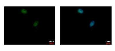 Immunocytochemistry/ Immunofluorescence: ELK3 Antibody [NBP2-16315]