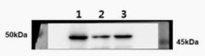 Western Blot: ELK3 Antibody (OTI1H3)Azide and BSA Free [NBP2-70643]