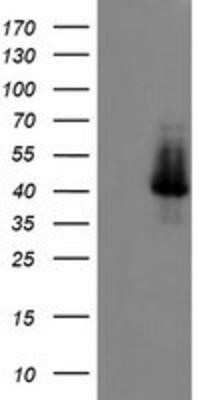 Western Blot: ELK3 Antibody (OTI1H3)Azide and BSA Free [NBP2-70643]