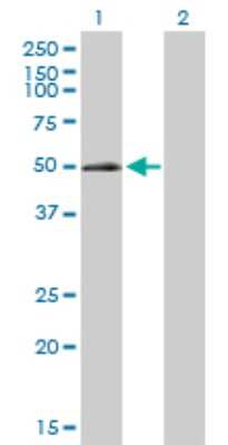 Western Blot: ELK3 Antibody [H00002004-D01P]