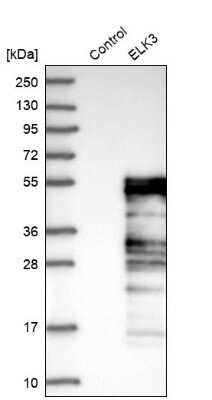 Western Blot: ELK3 Antibody [NBP1-83960]