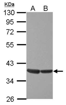 Western Blot: ELK3 Antibody [NBP2-16315]