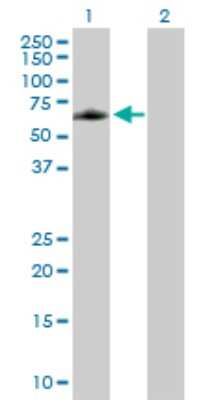 Western Blot: ELK4 Antibody [H00002005-B01P]