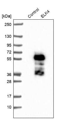 Western Blot: ELK4 Antibody [NBP1-87092]