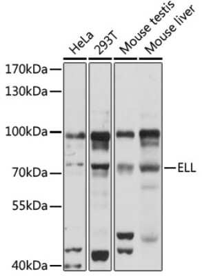 Western Blot: ELL AntibodyAzide and BSA Free [NBP3-03944]