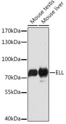 Western Blot: ELL AntibodyAzide and BSA Free [NBP3-03945]