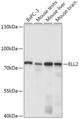 Western Blot: ELL2 AntibodyAzide and BSA Free [NBP3-04899]