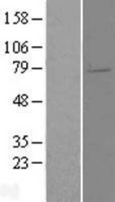 Western Blot: ELL2 Overexpression Lysate [NBL1-10237]