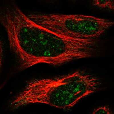 Immunocytochemistry/ Immunofluorescence: ELL3 Antibody [NBP1-82116]