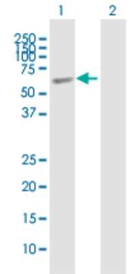 Western Blot: ELL3 Antibody [H00080237-B01P]