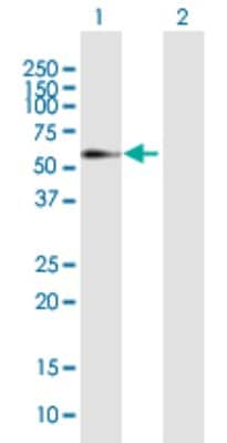 Western Blot: ELL3 Antibody [H00080237-B02P]