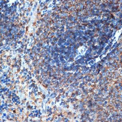 Immunohistochemistry-Paraffin: ELMO1 Antibody (9X6Y6) [NBP3-16410]