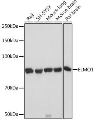 Western Blot: ELMO1 Antibody (9X6Y6) [NBP3-16410]