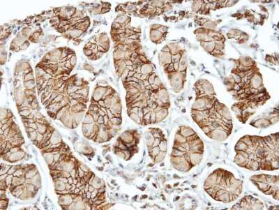 Immunohistochemistry-Paraffin: ELMO1 Antibody [NBP1-33645]