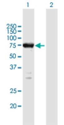 Western Blot: ELMO1 Antibody [H00009844-B01P]