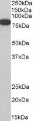 Western Blot: ELMO1 Antibody [NB100-875]