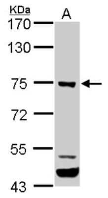 Western Blot: ELMO1 Antibody [NBP1-33645]