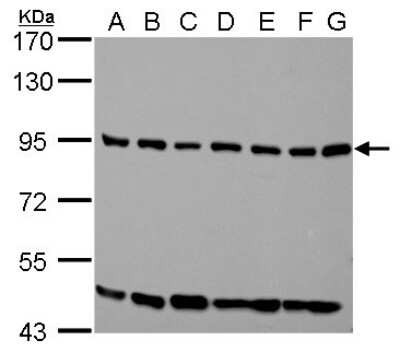 Western Blot: ELMO1 Antibody [NBP1-33645]