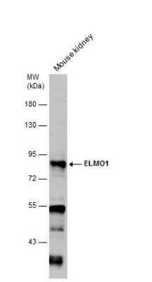 Western Blot: ELMO1 Antibody [NBP2-16316]