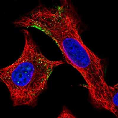 Immunocytochemistry/ Immunofluorescence: ELMO2 Antibody [NBP1-84554]