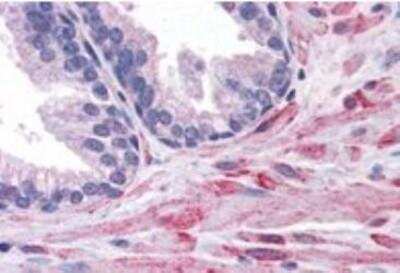 Immunohistochemistry-Paraffin: ELMO2 Antibody [NB100-879]