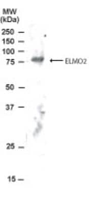 Western Blot: ELMO2 Antibody [NB100-879]