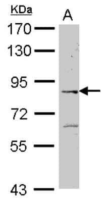 Western Blot: ELMO2 Antibody [NBP2-16317]