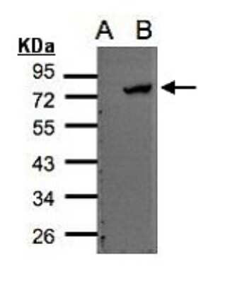 Western Blot: ELMO2 Antibody [NBP2-16318]