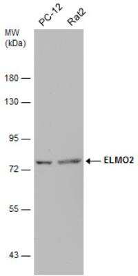 Western Blot: ELMO2 Antibody [NBP2-16318]