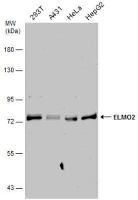 Western Blot: ELMO2 Antibody [NBP2-16318]