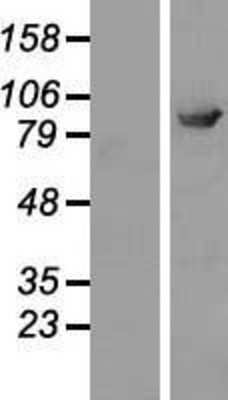 Western Blot: ELMO2 Overexpression Lysate [NBP2-04804]