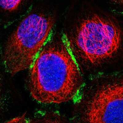 Immunocytochemistry/ Immunofluorescence: ELMO3 Antibody [NBP1-85695]