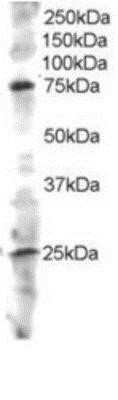 Western Blot: ELMO3 Antibody [NB100-873]