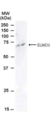 Western Blot: ELMO3 Antibody [NB100-873]