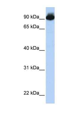 Western Blot: ELMO3 Antibody [NBP1-59089]