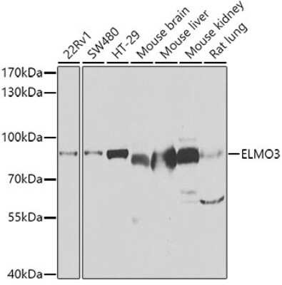 Western Blot: ELMO3 AntibodyBSA Free [NBP3-05077]