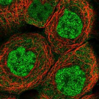 Immunocytochemistry/ Immunofluorescence: ELMOD1 Antibody [NBP1-85094]