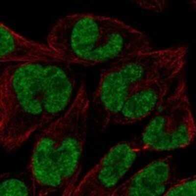 Immunocytochemistry/ Immunofluorescence: ELMOD1 Antibody [NBP3-17246]