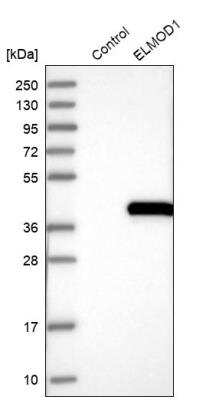 Western Blot: ELMOD1 Antibody [NBP1-85093]