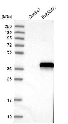 Western Blot: ELMOD1 Antibody [NBP1-85094]