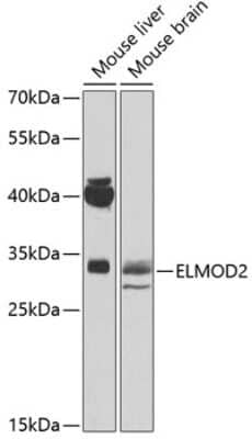 Western Blot: ELMOD2 AntibodyBSA Free [NBP3-04886]