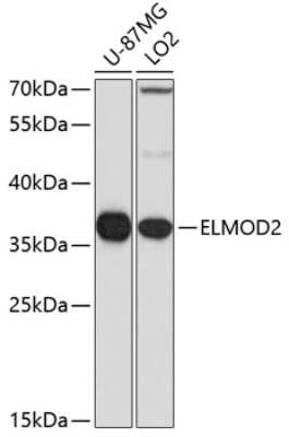 Western Blot: ELMOD2 AntibodyBSA Free [NBP3-05118]