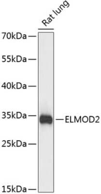 Western Blot: ELMOD2 AntibodyAzide and BSA Free [NBP3-05119]