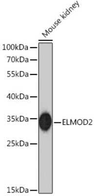 Western Blot: ELMOD2 AntibodyBSA Free [NBP3-05278]