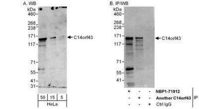 Western Blot: ELMSAN1 Antibody [NBP1-71912]