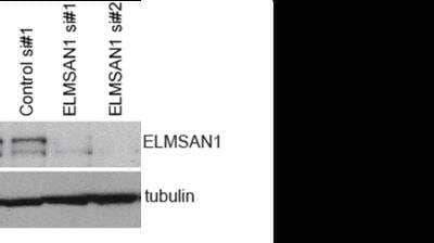 Western Blot: ELMSAN1 Antibody [NBP1-71912]